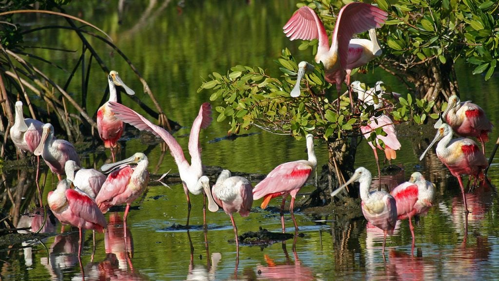 Roseate spoonbill birds feeding near some baby mangrove trees on Sanibel island