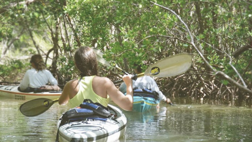 Visitors kayaking through the mangrove tunnels near captiva island