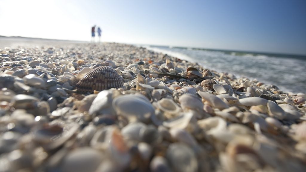 Close up shot of shells on the beach on Sanibel island