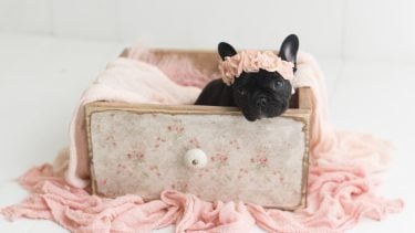 We're living for this newborn photo shoot with a French Bulldog puppy