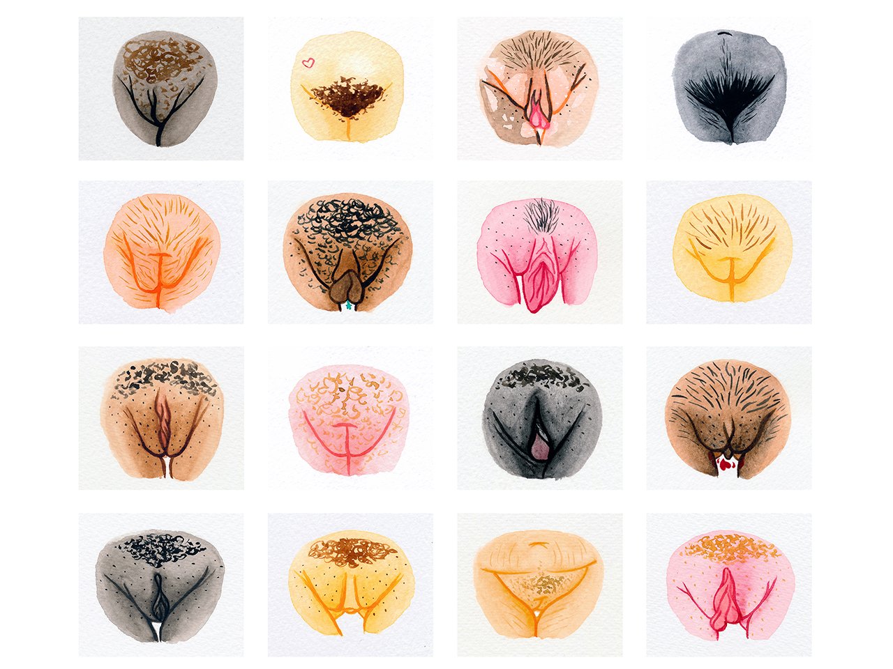 Illustrations of different vulvas