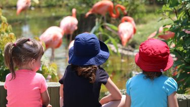 3 little girls watch flamingos