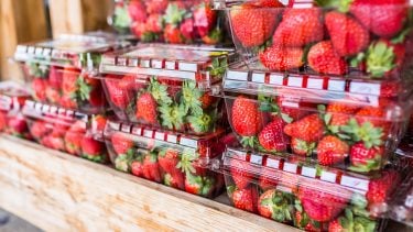 Closeup of many strawberries in plastic boxes on display in wooden crate