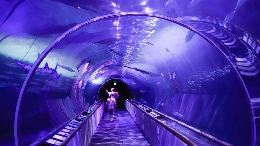 people walking through aquarium tunnel