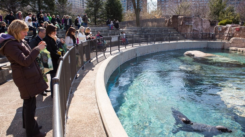 Visitors watching a sea lion at the Lincoln Park Zoo