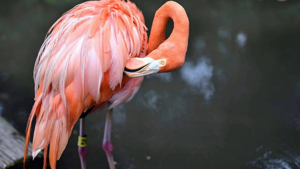 flamingo cleaning it's feathers