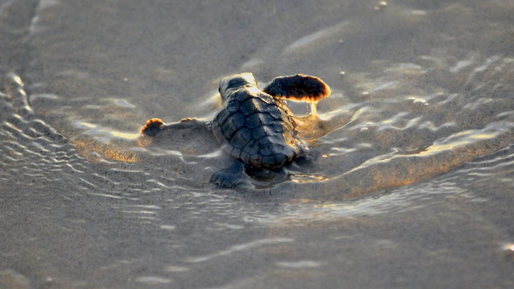 turtle hatchling returning to the ocean