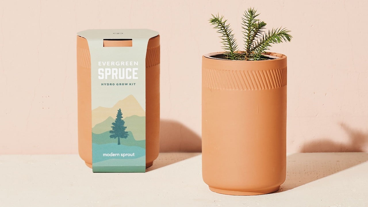 terracotta pot with seeds to grow your own spruce plant