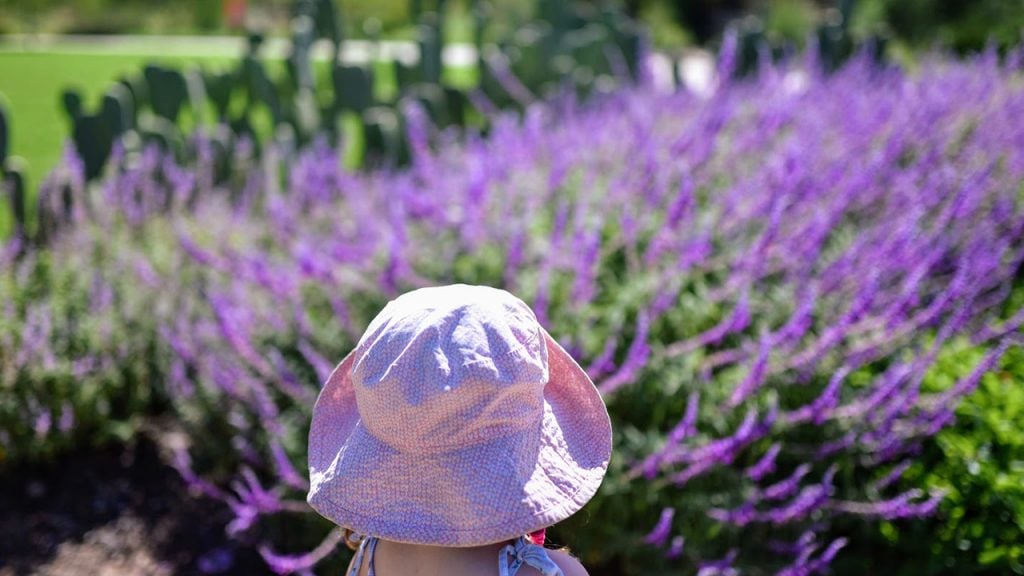 young girl standing in front of a lavender field