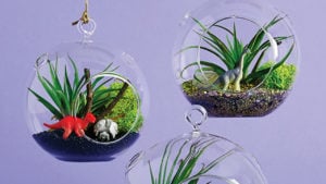 How to make a kid-friendly terrarium