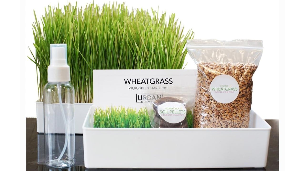 grow your own wheatgrass kit