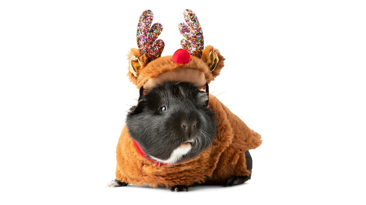 guinea pig in reindeer costume