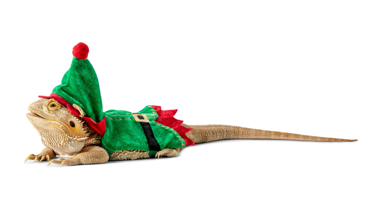 reptile in elf costume