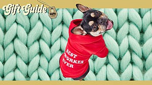 cute dog wearing sweater on knit background
