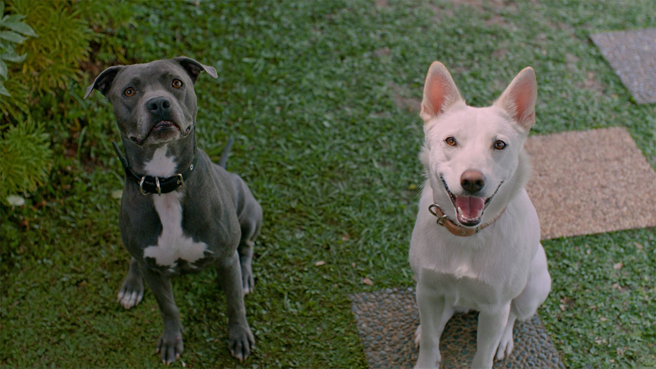 A still from the movie June and Kopi showing two dogs sitting on a grassy path with stepping stones