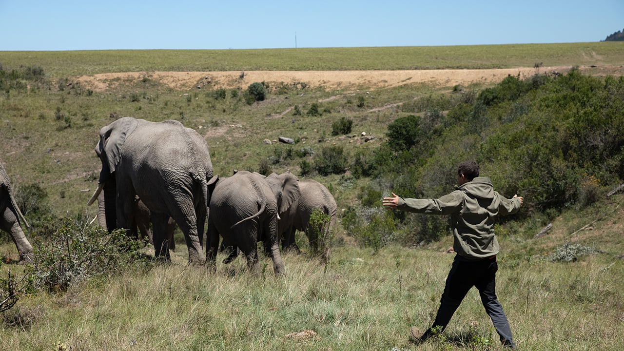 A still from Animals on the Loose: A You vs. Wild Movie showing a man walking behind a group of elephants who are running away