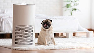 a pug dog sits next to a white cylindrical air purifier