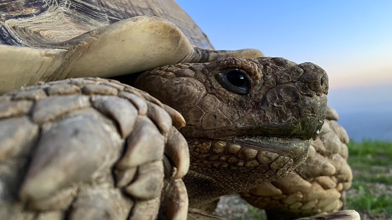 Stunning photo of a tortoise with lots of detail