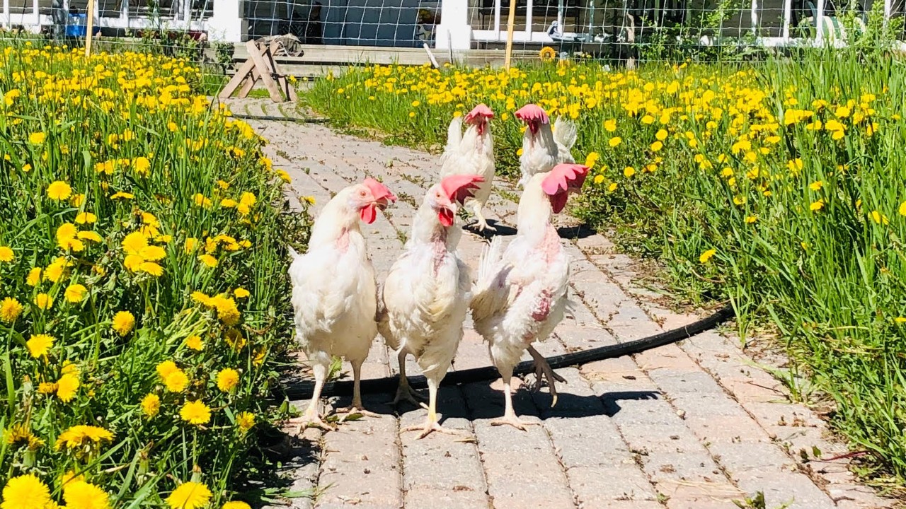 Chickens at The Little Red Barn Sanctuary in Winnipeg.